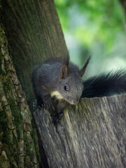 Ein junges Eichhörnchen