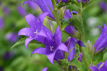 A flowering large purple bluebell with drops of water after rain in the garden.