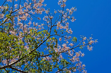 Silk floss tree (Ceiba speciosa or Chorisia speciosa)