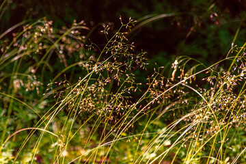 Słoneczny letni dzień w Puszczy Knyszyńskiej na Podlasiu, Polska