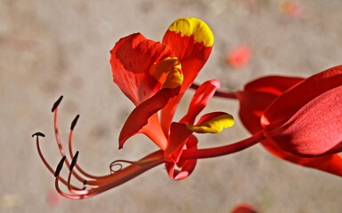 Pride of Burma flower (Amherstia nobilis)