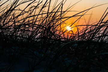 Sunset in St. Peter Ording with dune grasses