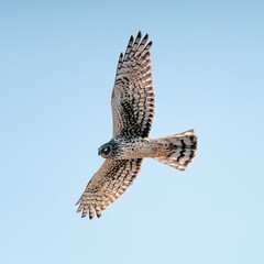 hawk in flight