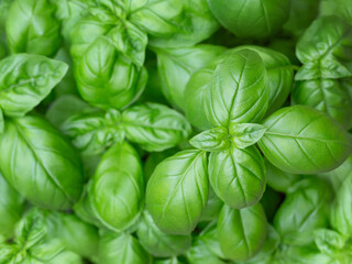 Basil leaves close-up. Seasoning. Summer sunny day.