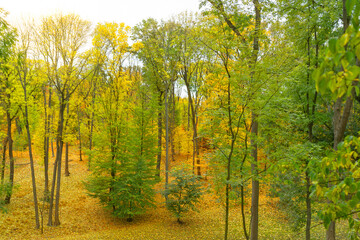 Fototapeta premium Autumn forest picturesque landscape with yellow trees, Sofievka park, Ukraine, Uman.
