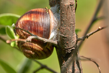 Adult grape snail on quince tree