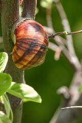 Adult grape snail on quince tree     