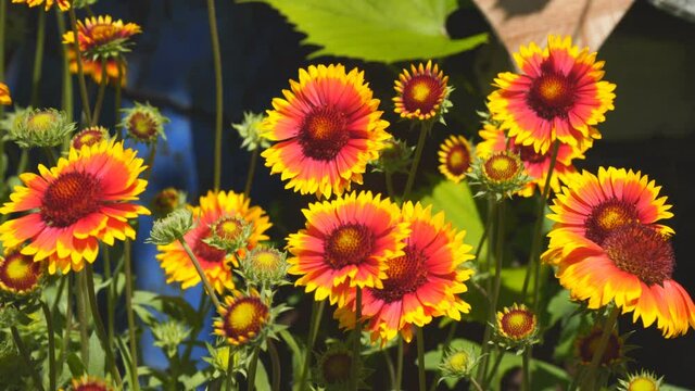 Red and yellow gaillardia flowers in the garden on the bed slightly swaying in the wind. Gaillardia pulchella. Selective focus