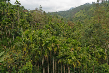 Sri Lanka, green jungle forest with tropical plants, Nuwara Eliya mountain region
