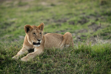 Fototapeta na wymiar Portrait of a Lion cub, Masai Mara