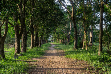 Many trees arranged in rows