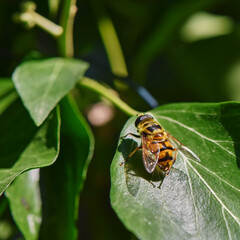 Close up from a hornet mimic hoverfly (Volucella zonaria) on ivy blossoms.