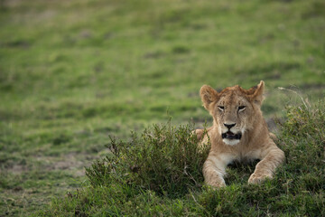 Lion cub on the green, Masai Mara