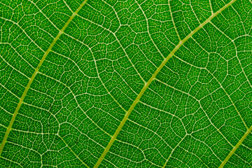green plant texture, background, plant leaf, copy space