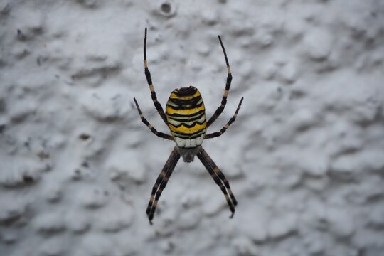 Closeup shot of a Yellow garden spider coming down
