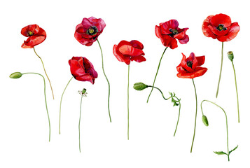 Set of watercolor scarlet poppies on a white background.
