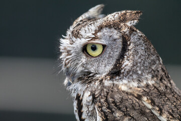 An owl