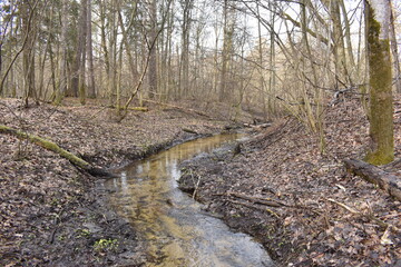 A stream in the woods in early spring