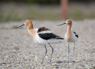 A couple of Avocets