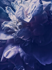 Purpurrote Pfingstrosenblume als abstrakter Blumenhintergrund für Feiertagsmarkendesign