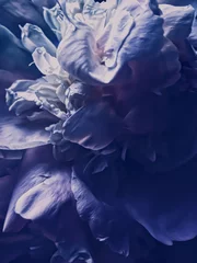Foto op geborsteld aluminium Nachtblauw Purpere pioenbloem als abstracte bloemenachtergrond voor het ontwerp van het vakantiebranding