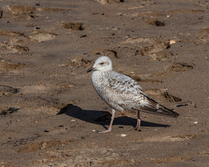 Juvenile Herring Gull on sandy beach with evening shadow on ground.