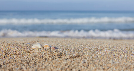 Close-up of beach with shells and sea sand, washed by small waves in the morning hours