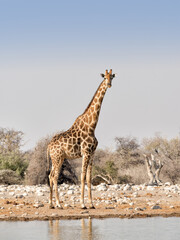 A lone Angolan / Namibian giraffe (Giraffa angolensis) at a waterhole in Etosha National Park, Namibia