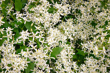 The Bush is a beautiful white clematis close-up in the summer in the flower bed.