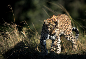 Leopard at Masai Mara, Kenya