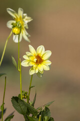 Dahlia in a german garden