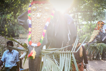 closeup decorated elephants walking by indian village on annual religion feast