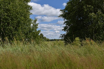 White clouds in the gap between the trees