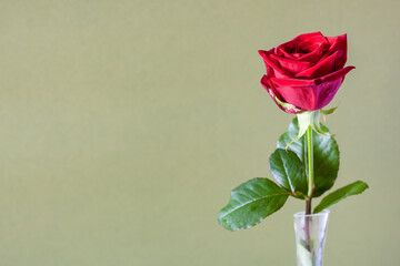 Fototapeta premium horizontal still-life with copyspace - single fresh red rose flower in glass vase with olive color paper background (focus on the bloom)