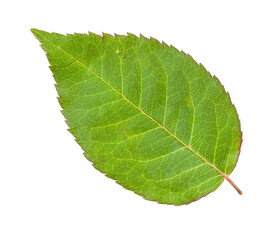 fresh green leaf of garden rose plant isolated on white background