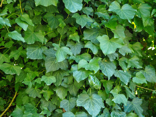 Hiedra trepadora y frondosa con hojas verdes.