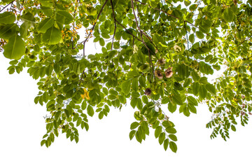 branch of a cherry tree