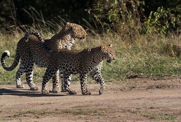 Leopard Koboso and her cub at Masai Mara, Kenya