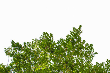 green grass isolated on white background