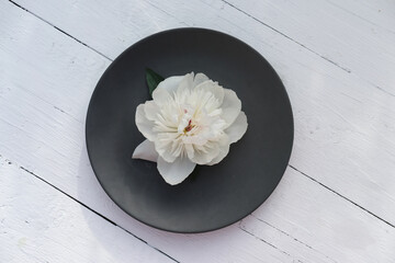 white peony flower on a grey plate on wooden rustic table. garden party. summer birthday. outdoors wedding concept. copy space for text.