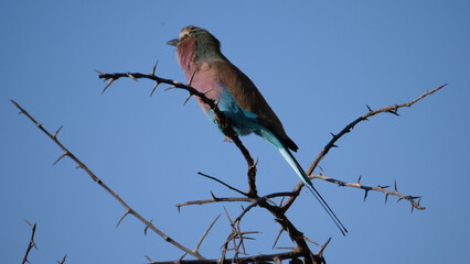 Lilac-breasted roller on a branch
