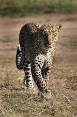Leopard Koboso moving towards camera, Masai Mara, Kenya