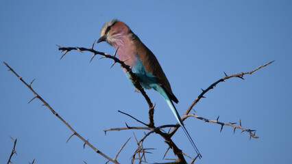 Lilac-breasted roller on a branch looking down