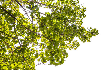 green leaves on a tree