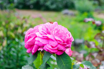 Blooming Pink rose in a flower bed in the garden.