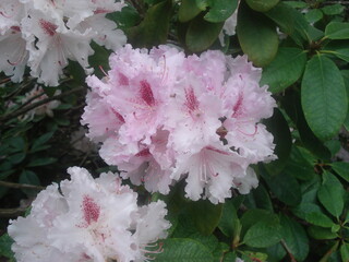 Prächtige blühende Blumen