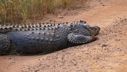 Obraz premium Nile crocodile laying on a dirt road