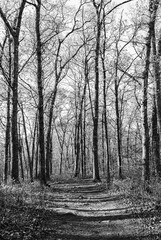 Woods Forest Trees - Black and White