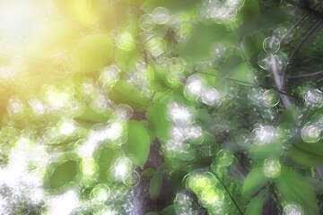 Green abstract, forest, blurred background