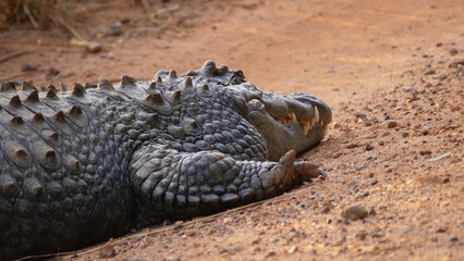 Obraz premium Close up from a Nile crocodile laying on a dirt road